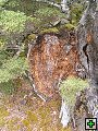 thn_NZ leden-unor 2006 186.jpg